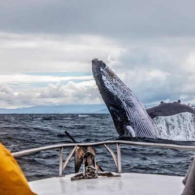 Природа Заполярья и встреча с китами — это Териберка!