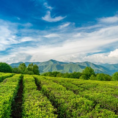 Курортный Сочи: Мацеста, чайная плантация, ферма и Бабушкина хата