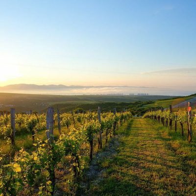 Русская Тоскана: путешествие по винодельням Краснодарского края