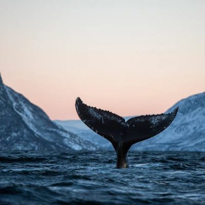Свидание с китами в Териберке