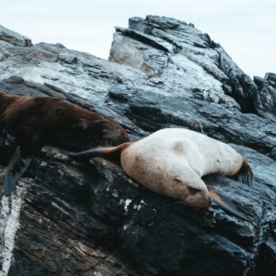 Затерянные острова и лежбище морских львов: фототур на катере!