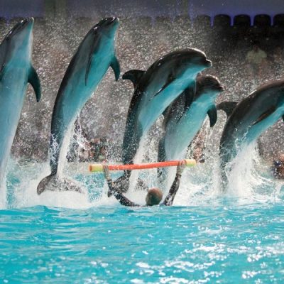 В Утриш — на встречу с можжевельниками и дельфинами