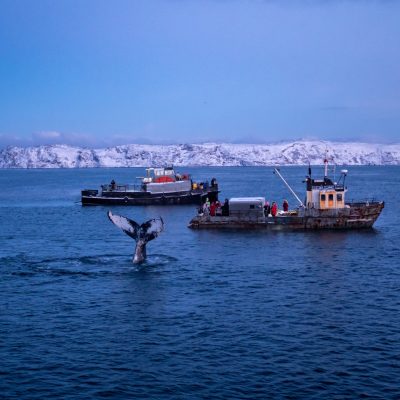 В Арктику вместе с фотографом: Териберка, киты, сияние и снегоходы