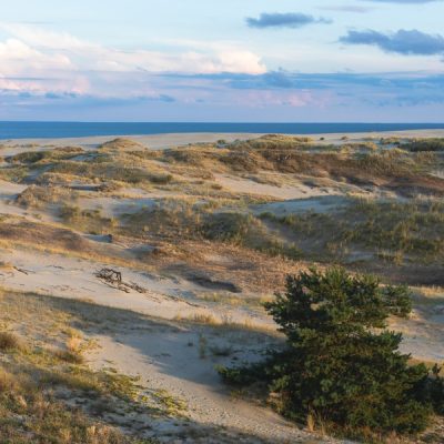 Куршская коса, орнитологическая станция и танцующий лес