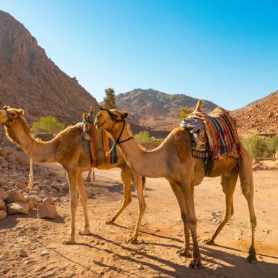 Индивидуальное сафари на верблюдах к Синайским горам и бедуинам