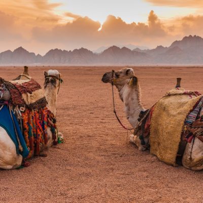 День в Синайской пустыне: верблюды, джипы, снорклинг и не только