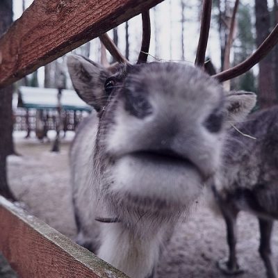 Из Петербурга на север: к финскому хутору и Арктической деревне