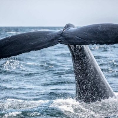 Териберка и выход в море на поиски китов