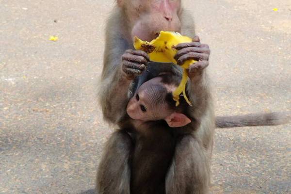 Интересный Гоа — джунгли, водопады и португальское наследие