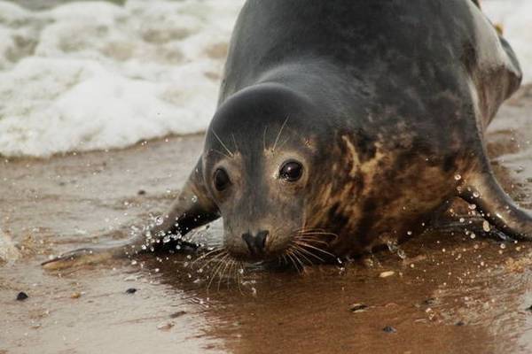Балтийск, Янтарный, Светлогорск и Филинская бухта в мини-группе