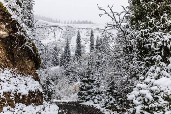 Прекрасное горное ущелье Заилийского Алатау. 