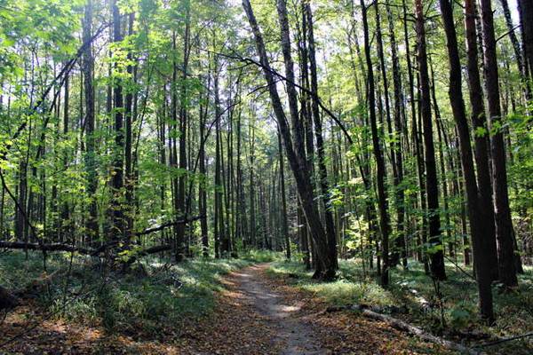 Подмосковная Карелия. Велесов камень и древнее городище Соколова гора