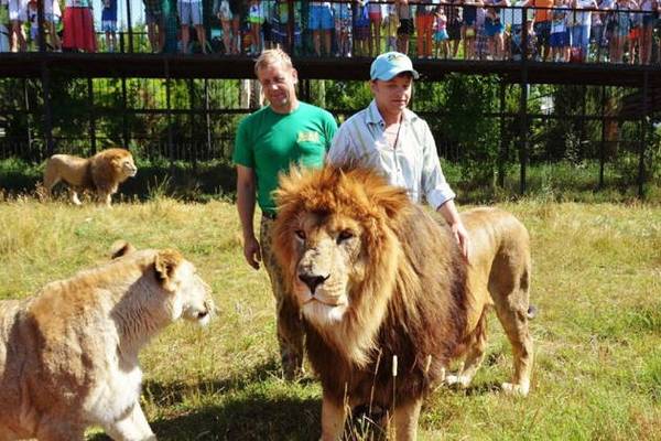 Поездка в парк львов «Тайган»