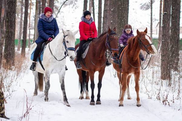 Что за кони! Чудо-кони! — Посещение конно-спортивного клуба