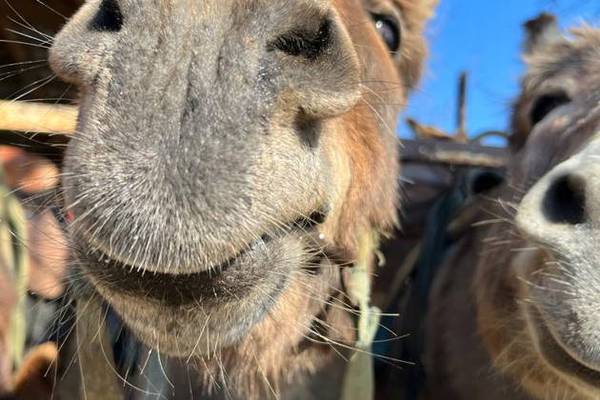 Чудо-ослики Каралезской долины и другие сельские обитатели