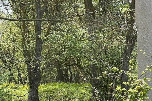 Самурский лес