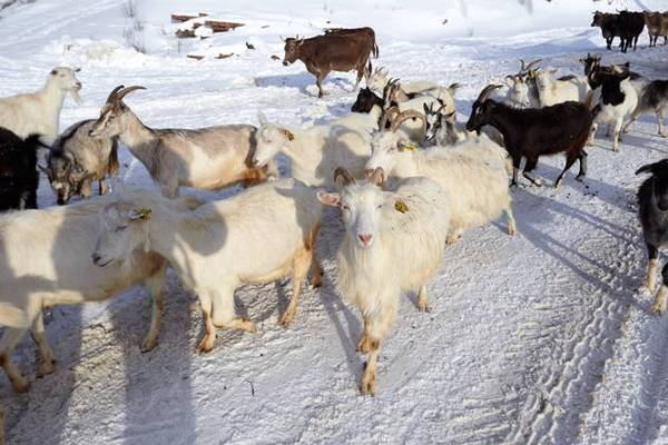 Сельский уют: один день на ферме в Тульской области