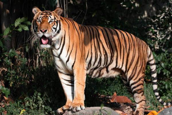 Открытый зоопарк Кхао-Кхео: проведите день с животными