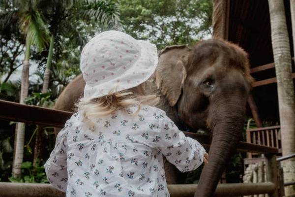 Слоны Пхукета: кормим, фотографируем, наслаждаемся