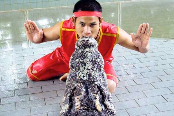 Крокодиловая ферма и шоу крокодилов