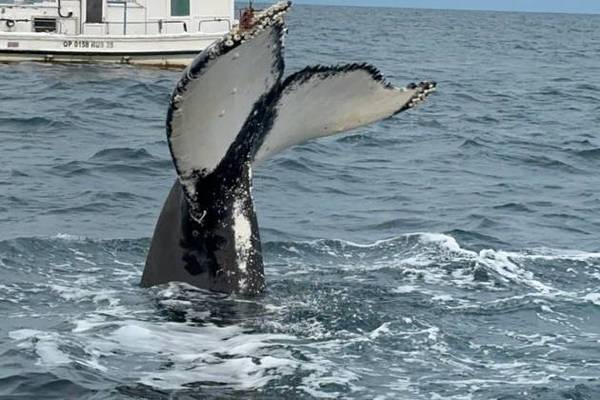 Морская прогулка из Териберки