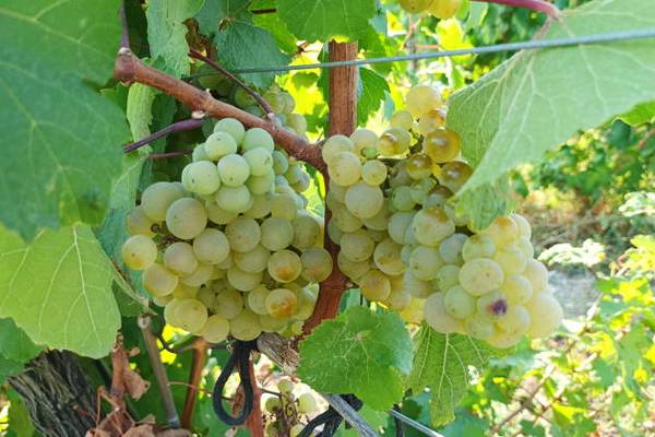 Абрау-Дюрсо: горы, вино и незабываемые впечатления