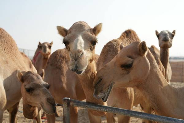 Всё лучшее за городом!