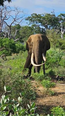 Животный мир Шри-Ланки: сафари по Ридиягаме, змеи и крокодилы