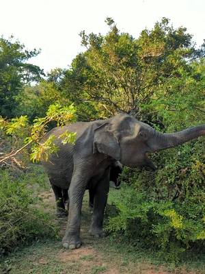 Джип-сафари в национальном парке Яла. Групповая экскурсия