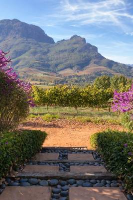 Из Кейптауна — в сердце винных долин