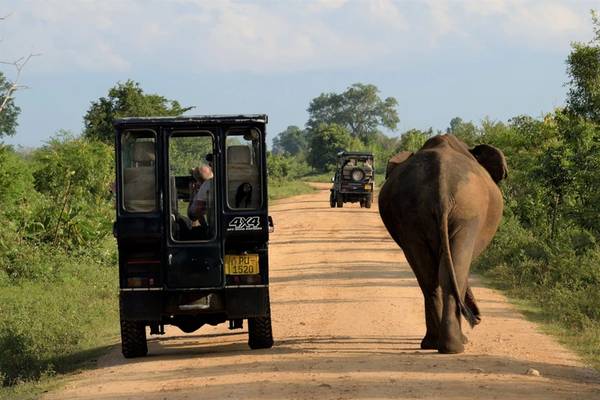 Мозаика Шри-Ланки: сафари, форт Галле и драгоценные камни
