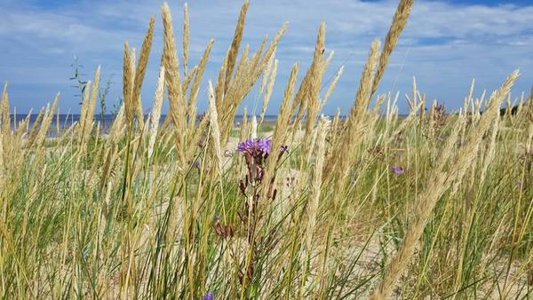 Природный парк Рагакапа: о рыбаках и поэтах Юрмалы