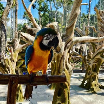 Фукуокское сафари