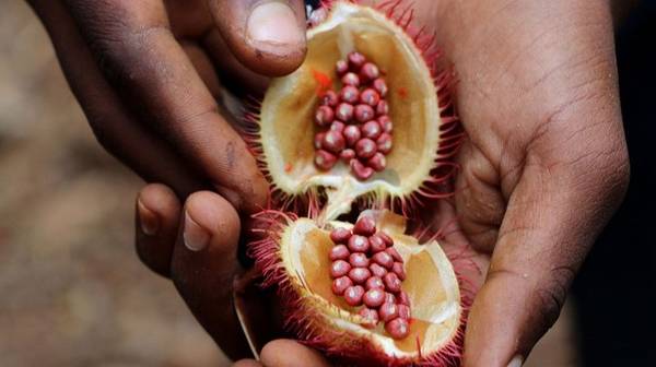 Ароматы Занзибара: экскурсия на ферму специй