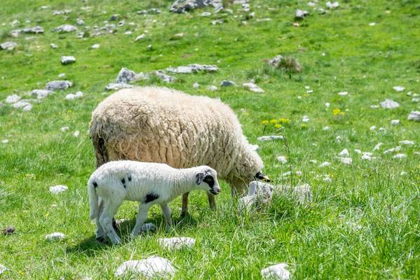 Большое кольцо Дурмитора — удивительной горной страны