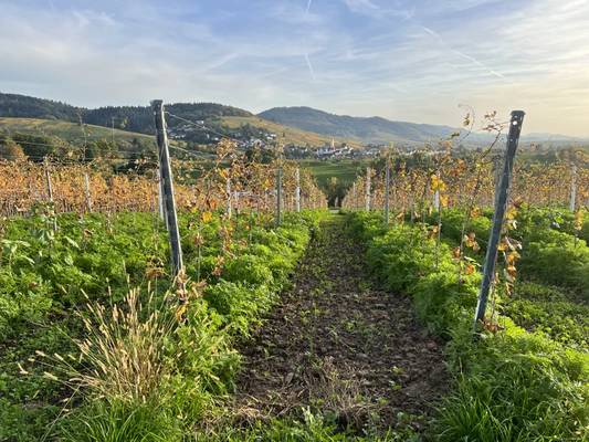 Винная дорога Баден-Бадена