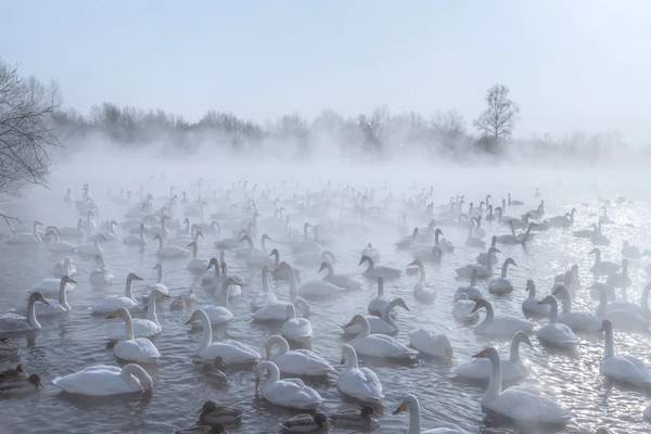 Уникальная зимовка лебедей в Сибири