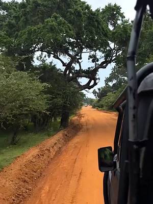 Сафари на джипах в парке Удавалаве