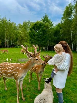 Оленья ферма в Чередовском заповеднике под Волоколамском
