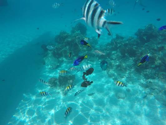 Остров Мнемба, дельфины и снорклинг у коралловых рифов