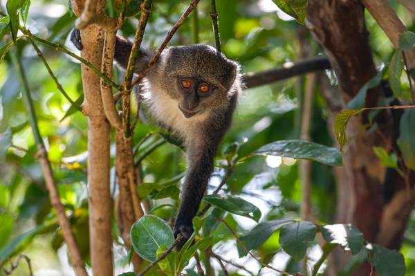 Ароматы и чудеса Занзибара: лес Джозани и ферма специй