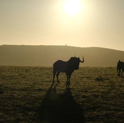 От рассвета до заката по просторам Западного Кейпа