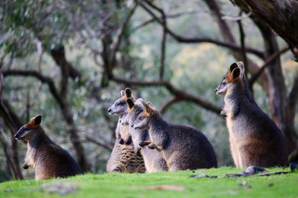Аделаида: яркая фауна, высшая точка и немецкая деревня
