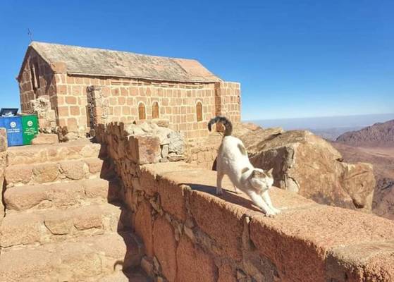 Из Дахаба — в монастырь Святой Екатерины с подъёмом на гору Моисея