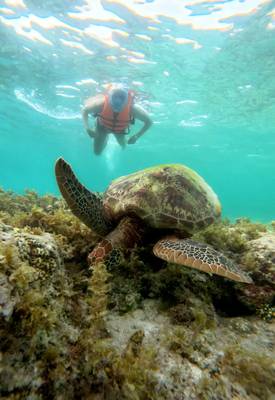 Незабываемый день на Себу: снорклинг с акулами, сардинами и черепахами