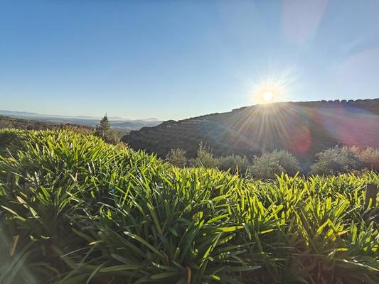 Стелленбош и Франшхук: гастропутешествие по винодельням Западного Кейпа 18+