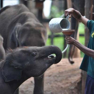 Сафари по национальному парку и слонятник Удавалаве