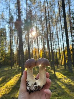 Грибная прогулка в лесу под Вильнюсом