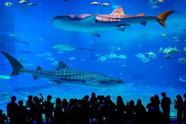 Ocean Expo Park — океанариум Тюрауми