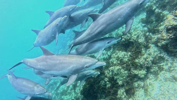 Приключения в Занзибаре: дельфины и кораллы Тумбату